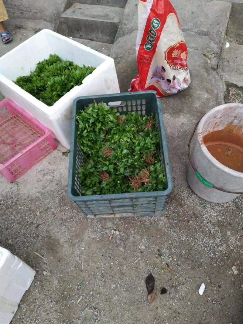 沉香芽苗，苗场补苗专用，产地直传支持线上保障交易。
