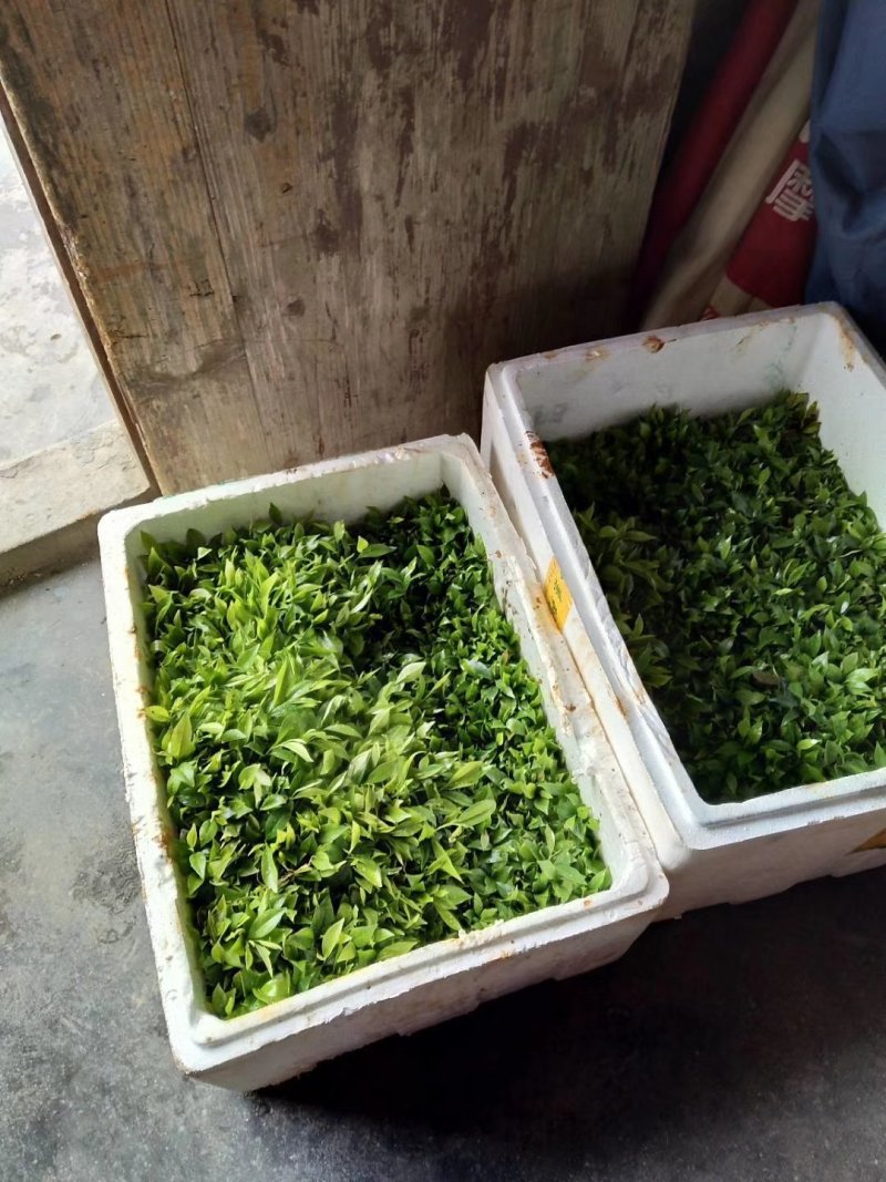 沉香芽苗，苗场补苗专用，产地直传支持线上保障交易。