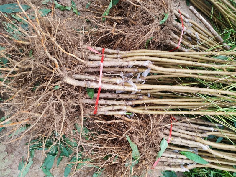 中华寿桃苗嫁结苗包品种包成活率