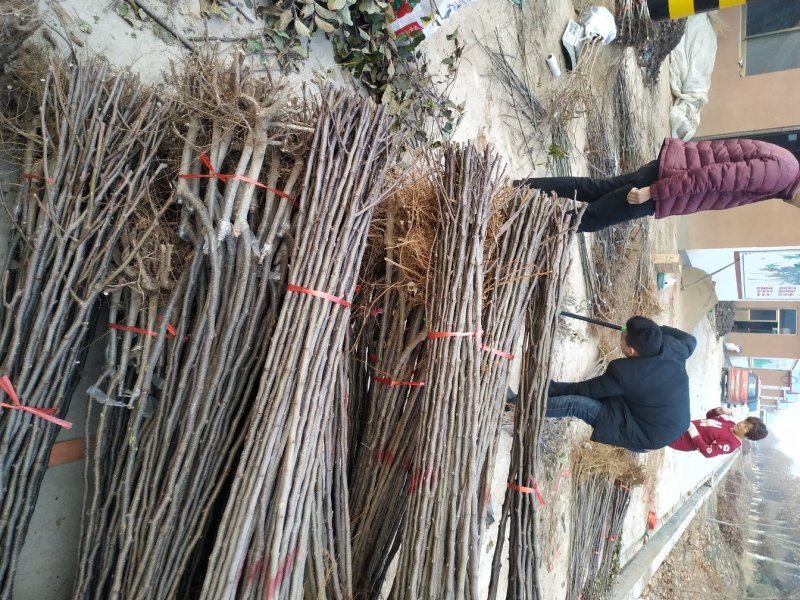 冰糖心苹果苗包品种包成活率