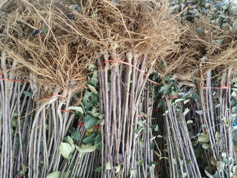 冰糖心苹果苗包品种包成活率