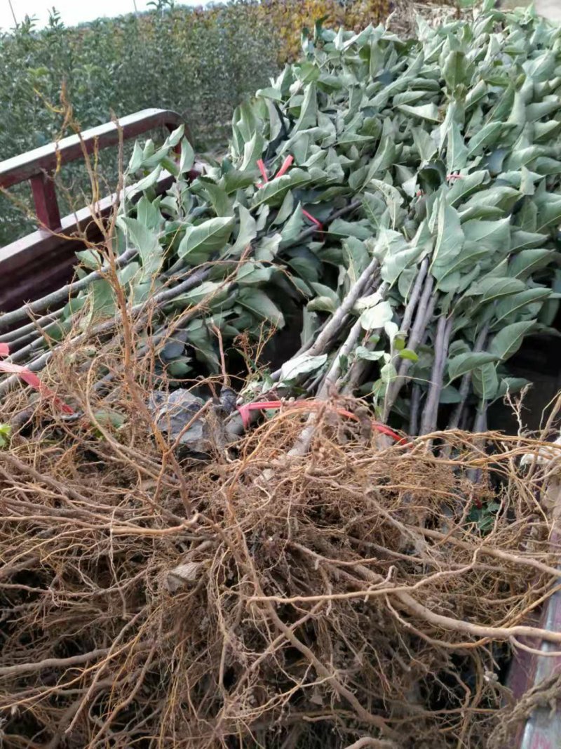 冰糖心苹果苗包品种包成活率