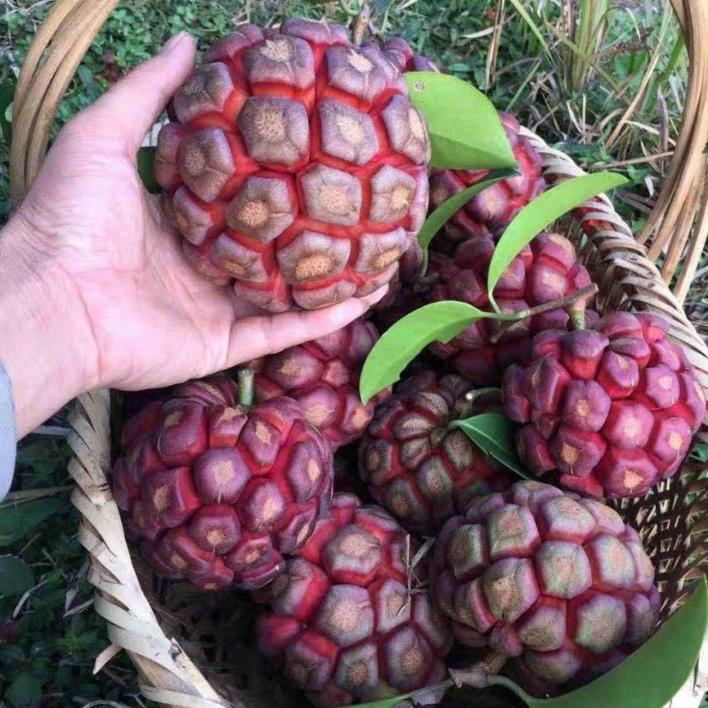 黑老虎苗布福娜苗黑老虎树苗水果苗爬藤酒饭团南北方种植当年