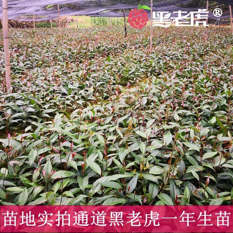 黑老虎苗布福娜苗黑老虎树苗水果苗爬藤酒饭团南北方种植当年