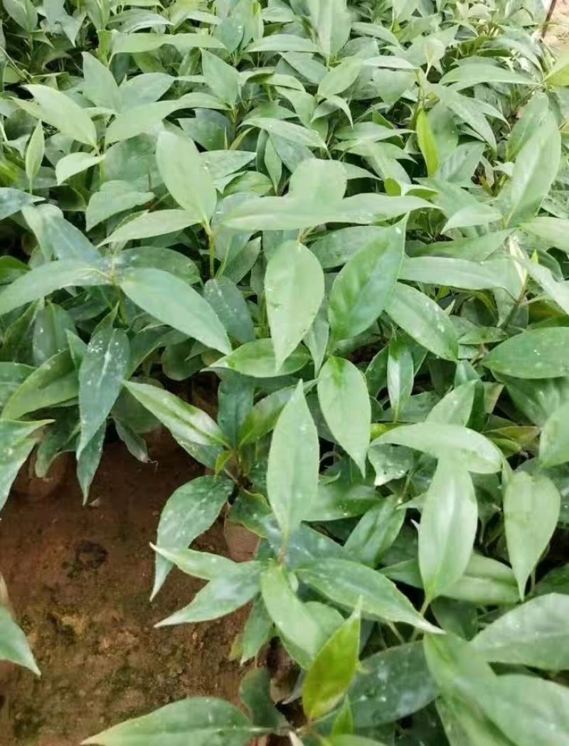 黑老虎苗布福娜苗黑老虎树苗水果苗爬藤酒饭团南北方种植当年