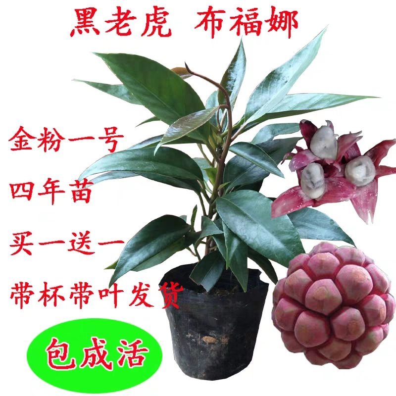 黑老虎苗布福娜苗黑老虎树苗水果苗爬藤酒饭团南北方种植当年