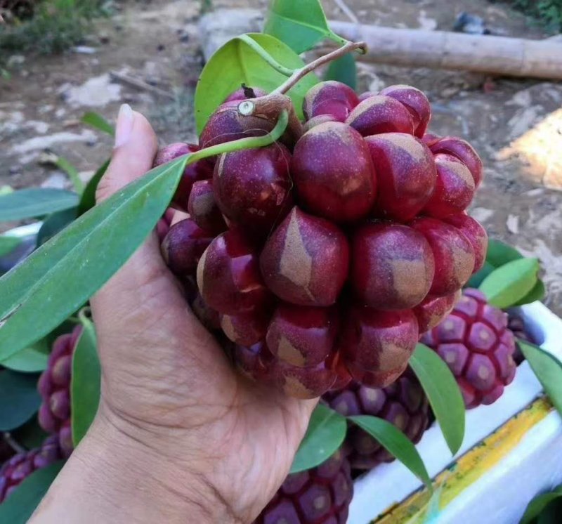 黑老虎苗布福娜苗黑老虎树苗水果苗爬藤酒饭团南北方种植当年