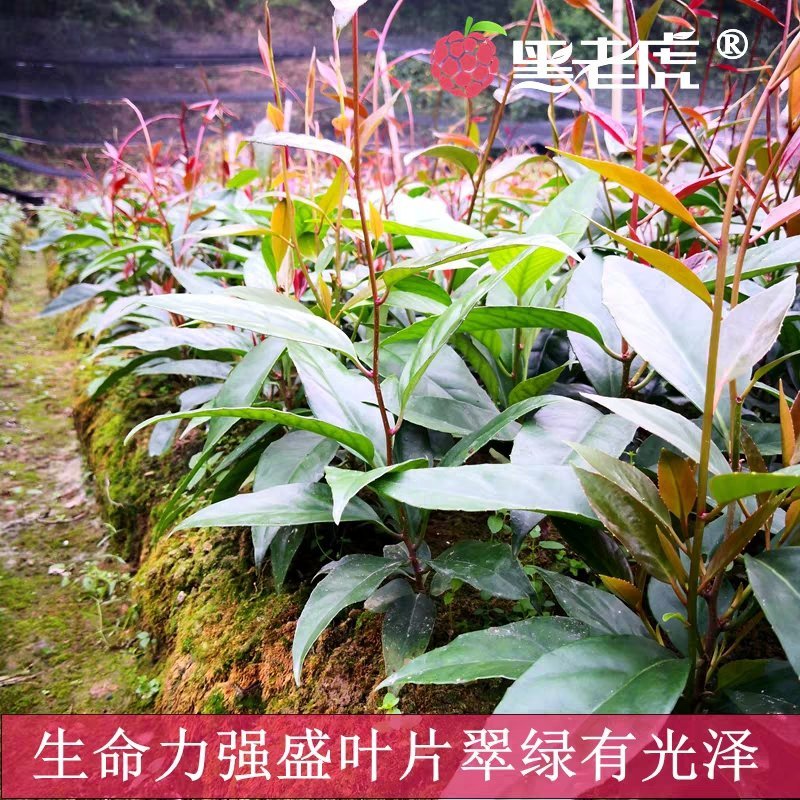 黑老虎苗布福娜苗黑老虎树苗水果苗爬藤酒饭团南北方种植当年