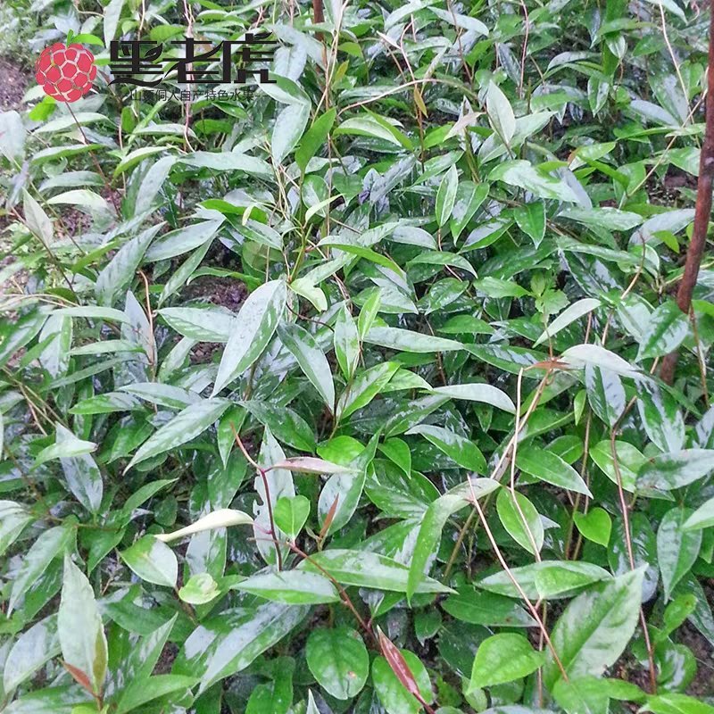 黑老虎苗布福娜苗黑老虎树苗水果苗爬藤酒饭团南北方种植当年