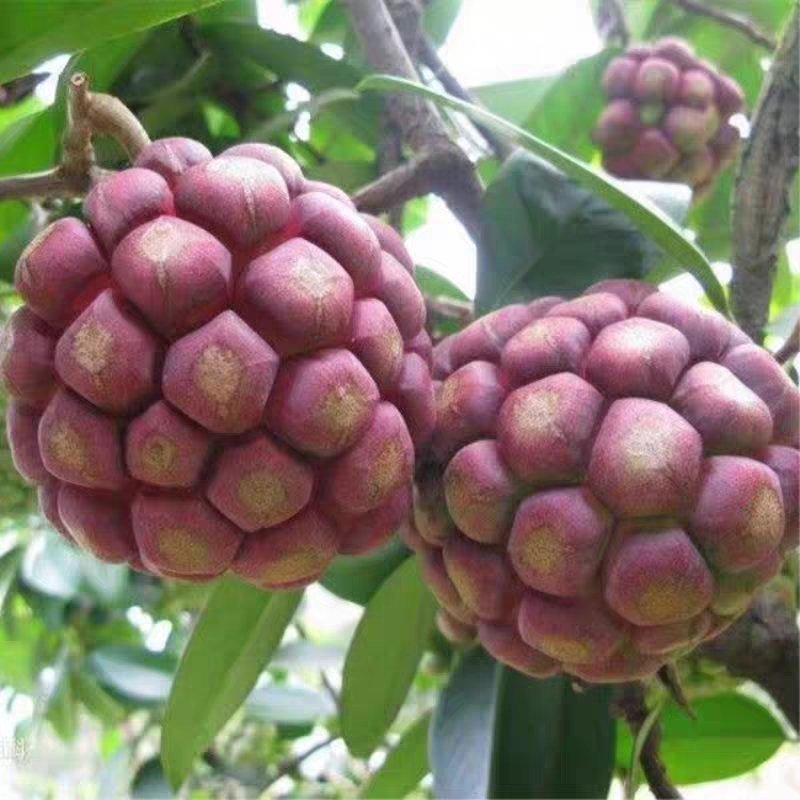 黑老虎苗布福娜苗黑老虎树苗水果苗爬藤酒饭团南北方种植当年