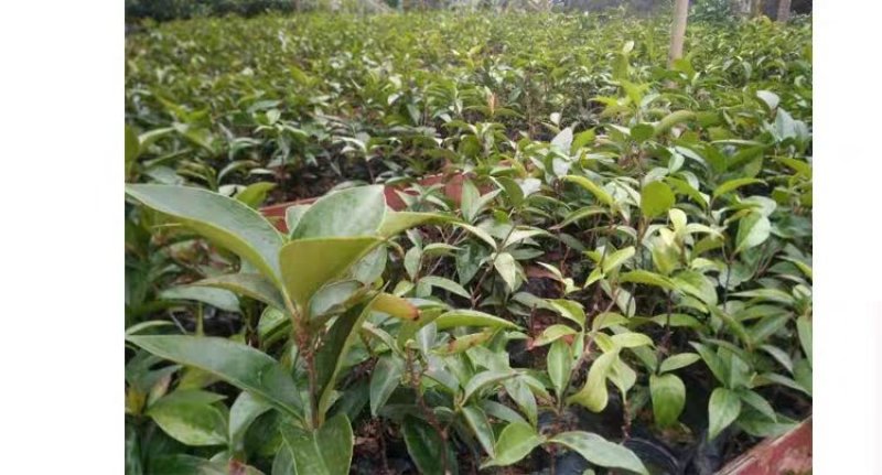 黑老虎苗布福娜苗黑老虎树苗水果苗爬藤酒饭团南北方种植当年