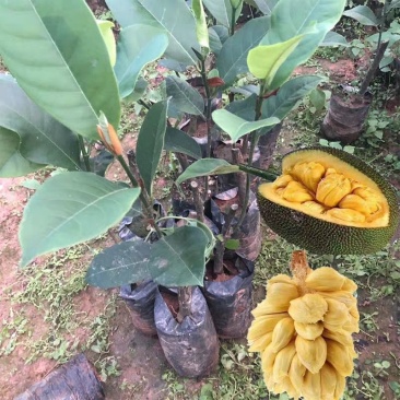 榴莲蜜苗树新品种嫁接果树苗南方种植菠萝蜜苗四季水果树苗
