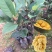 榴莲蜜苗树新品种嫁接果树苗南方种植菠萝蜜苗四季水果树苗
