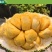 榴莲蜜苗树新品种嫁接果树苗南方种植菠萝蜜苗四季水果树苗