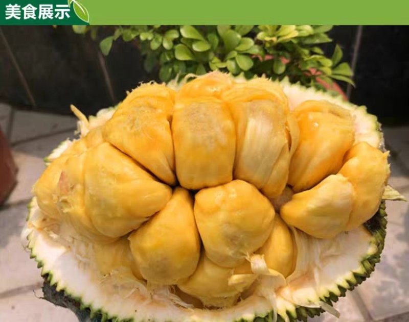 榴莲蜜苗树新品种嫁接果树苗南方种植菠萝蜜苗四季水果树苗