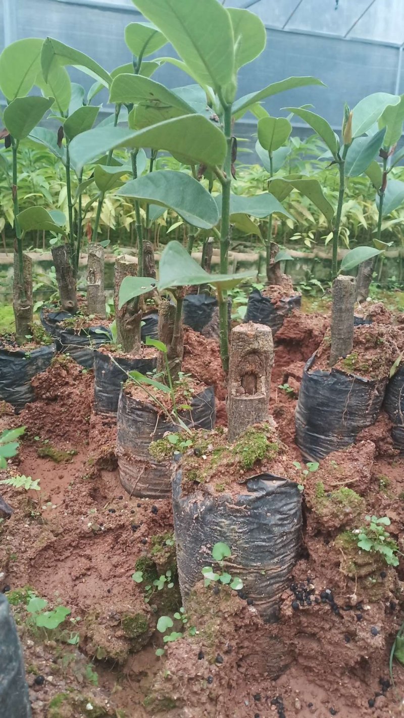 榴莲蜜苗树新品种嫁接果树苗南方种植菠萝蜜苗四季水果树苗