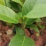 榴莲蜜苗树新品种嫁接果树苗南方种植菠萝蜜苗四季水果树苗