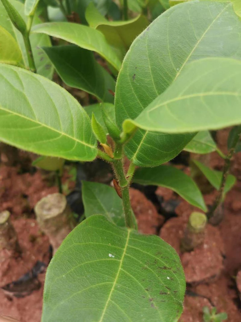 榴莲蜜苗树新品种嫁接果树苗南方种植菠萝蜜苗四季水果树苗
