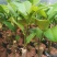 榴莲蜜苗树新品种嫁接果树苗南方种植菠萝蜜苗四季水果树苗