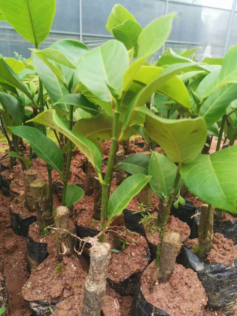 榴莲蜜苗树新品种嫁接果树苗南方种植菠萝蜜苗四季水果树苗