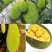 榴莲蜜苗树新品种嫁接果树苗南方种植菠萝蜜苗四季水果树苗