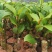 榴莲蜜苗树新品种嫁接果树苗南方种植菠萝蜜苗四季水果树苗