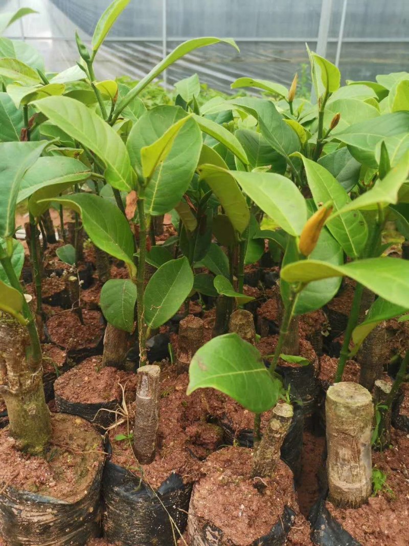 榴莲蜜苗树新品种嫁接果树苗南方种植菠萝蜜苗四季水果树苗