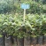 榴莲蜜苗树新品种嫁接果树苗南方种植菠萝蜜苗四季水果树苗