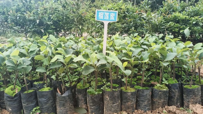 榴莲蜜苗树新品种嫁接果树苗南方种植菠萝蜜苗四季水果树苗