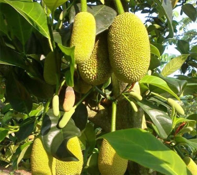 榴莲蜜苗树新品种嫁接果树苗南方种植菠萝蜜苗四季水果树苗