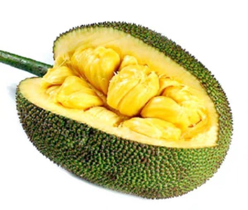 榴莲蜜苗树新品种嫁接果树苗南方种植菠萝蜜苗四季水果树苗