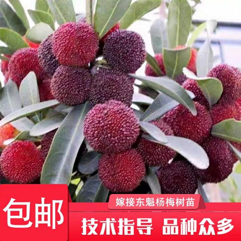 东魁杨梅苗包品种包成活率死苗免费补发