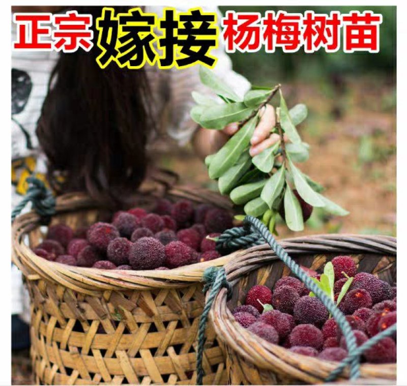 东魁杨梅苗包品种包成活率死苗免费补发