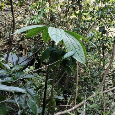 重楼(七叶一枝花)，纯天然野生