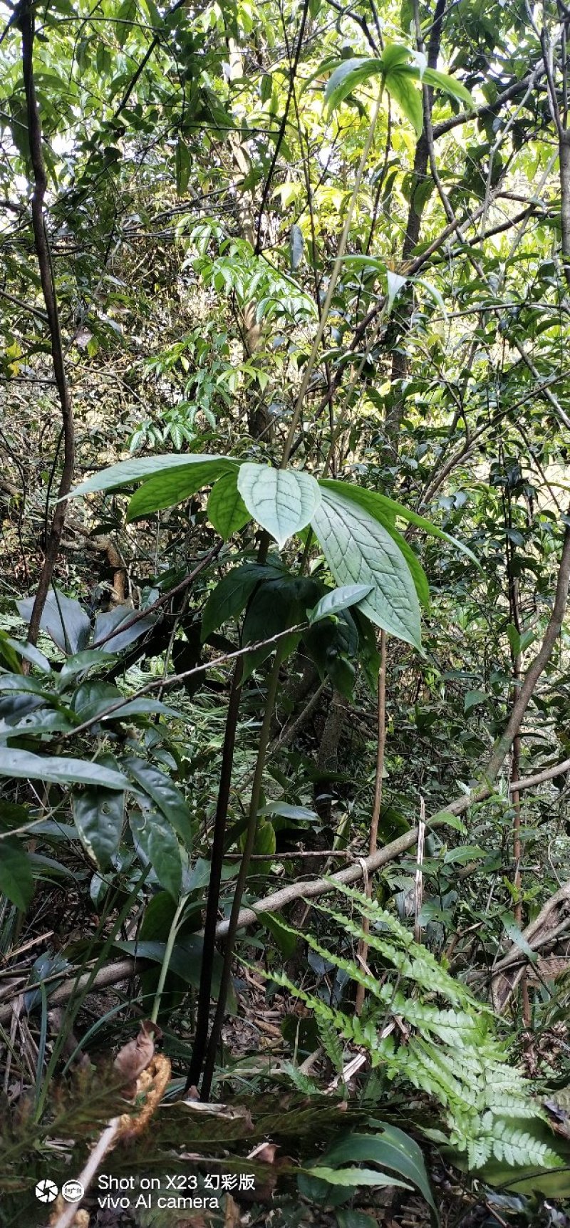 重楼(七叶一枝花)，纯天然野生