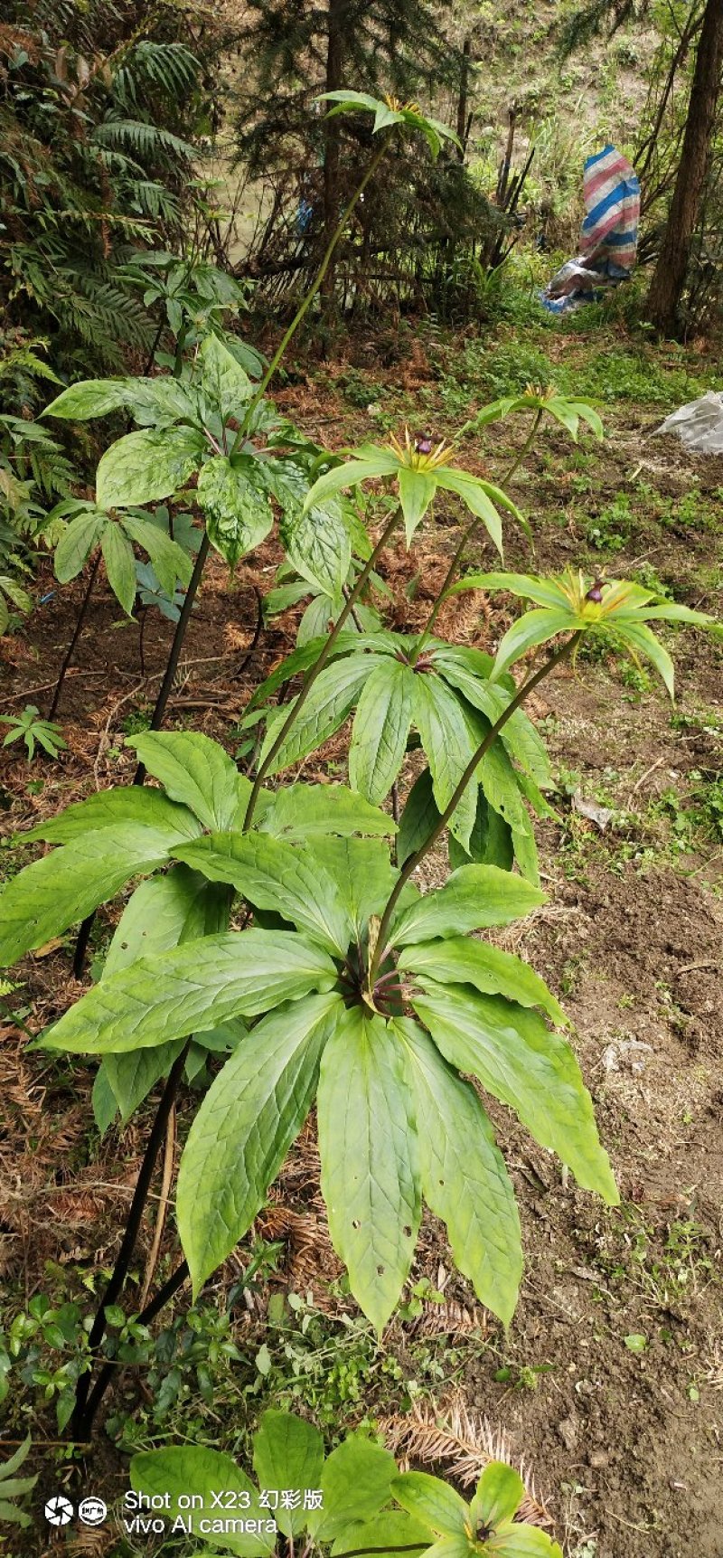 重楼(七叶一枝花)，纯天然野生