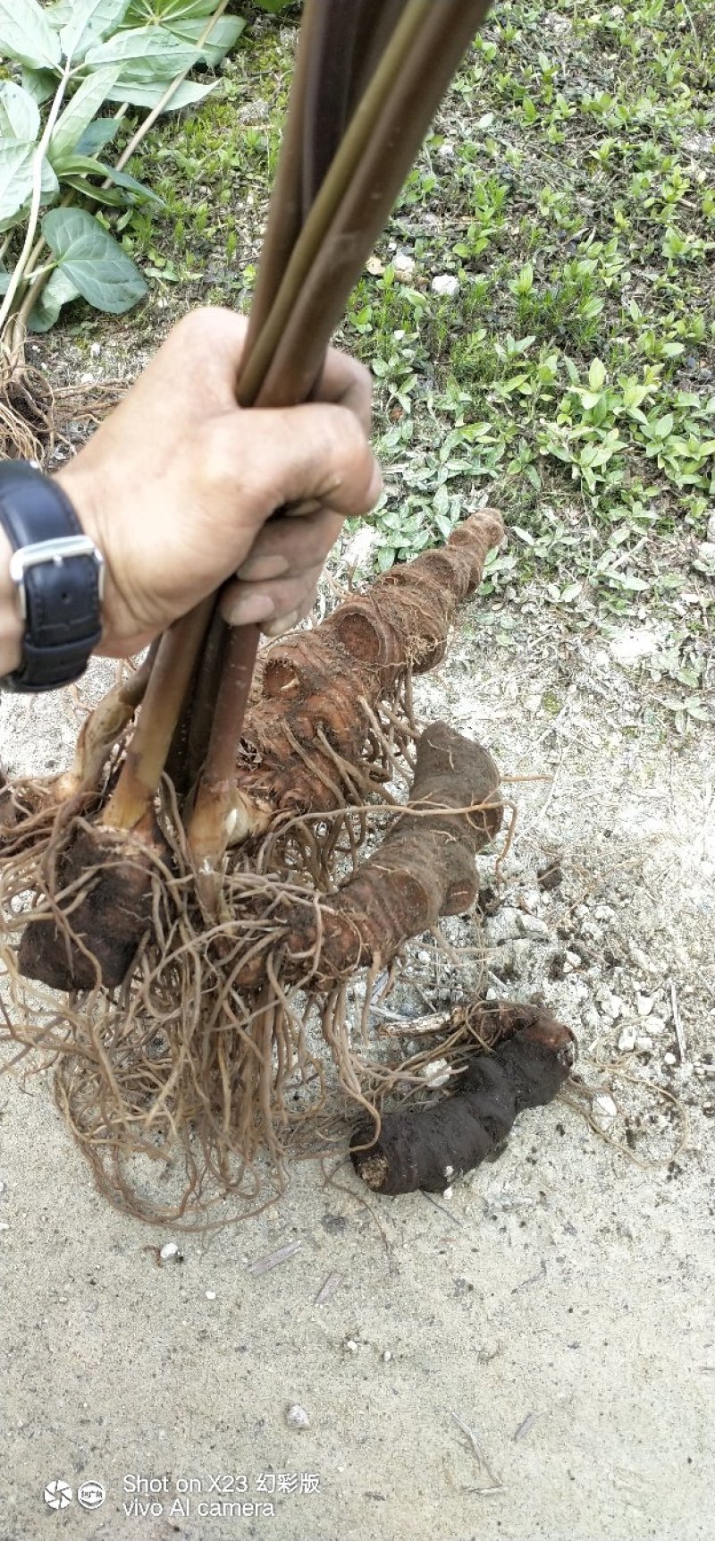 重楼(七叶一枝花)，纯天然野生