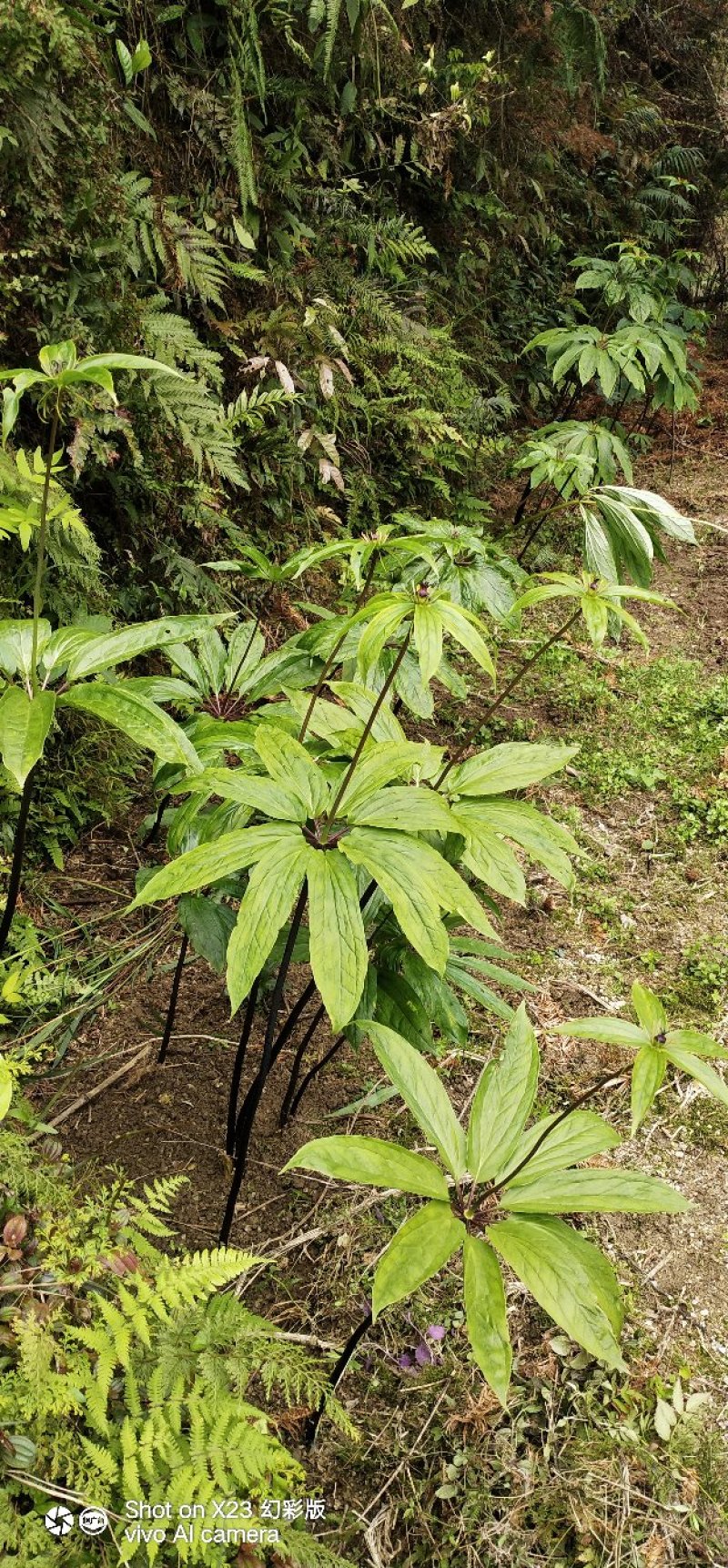 重楼(七叶一枝花)，纯天然野生