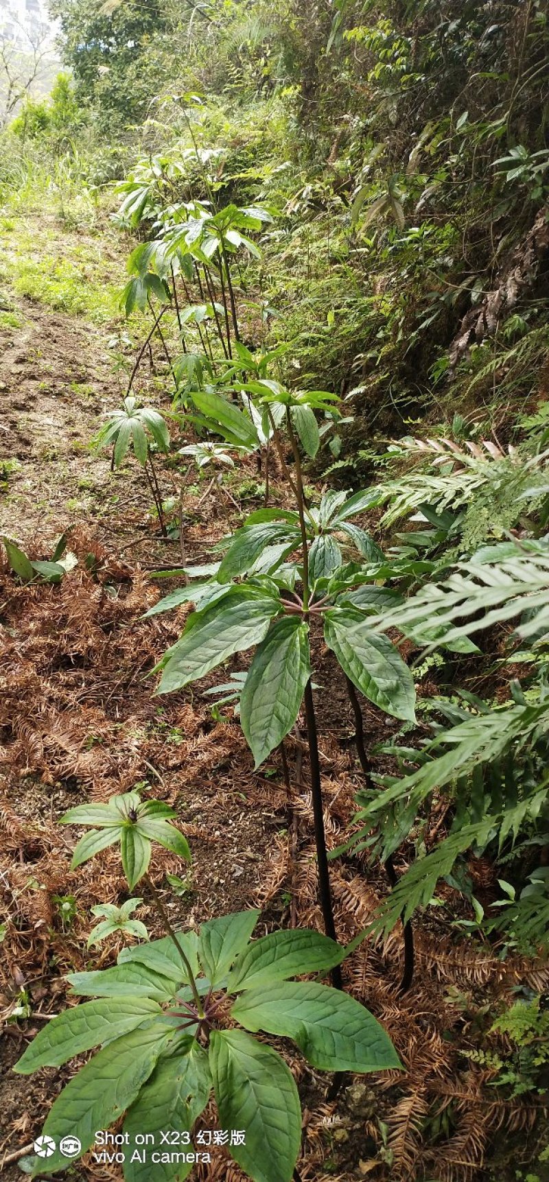重楼(七叶一枝花)，纯天然野生