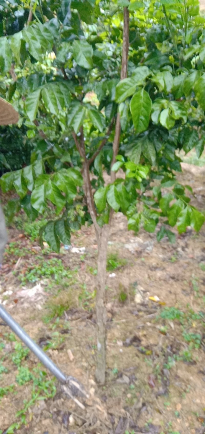 黄皮果苗正品黑黄皮果苗超甜