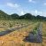 防草布除除草布果园茶园抑草布盖草布，规格齐全厂家直