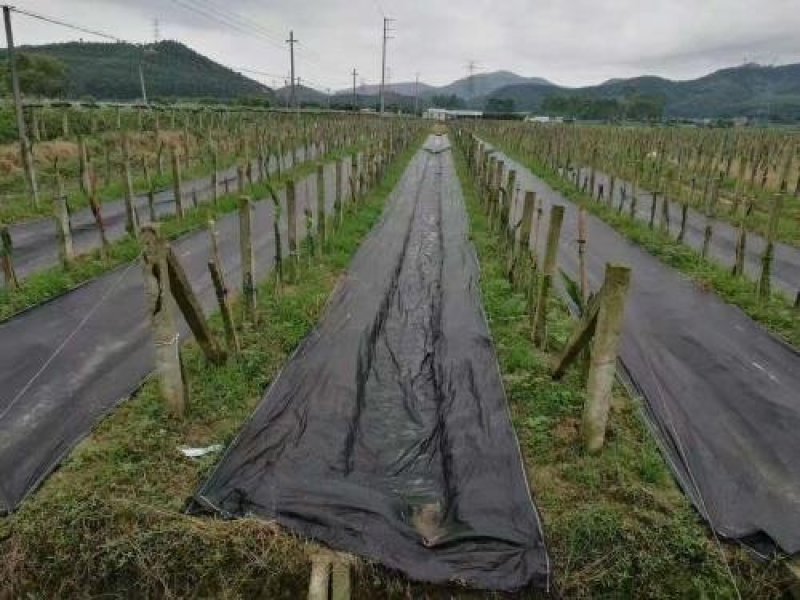 防草布除除草布果园茶园抑草布盖草布，规格齐全厂家直
