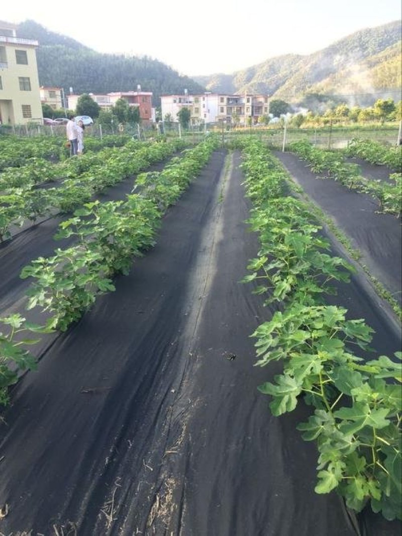 防草布除除草布果园茶园抑草布盖草布，规格齐全厂家直