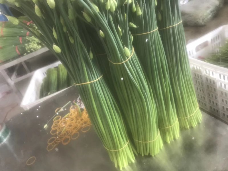 精品韭苔大量上市中质量优质诚信经营