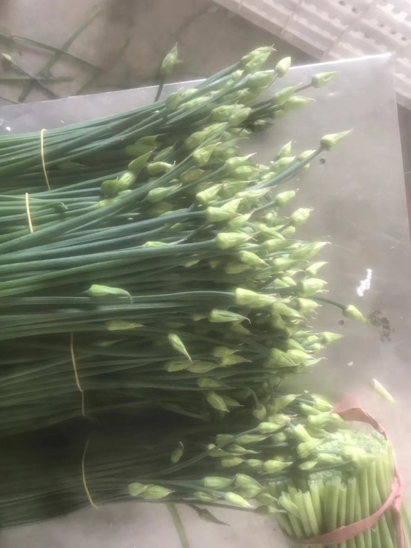 精品韭苔大量上市中质量优质诚信经营