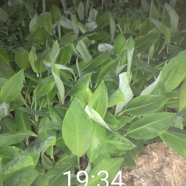 广西农科院制种香蕉苗西贡粉蕉苗红香蕉苗金粉一号蕉苗广粉蕉