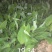 广西农科院制种香蕉苗西贡粉蕉苗红香蕉苗金粉一号蕉苗广粉蕉