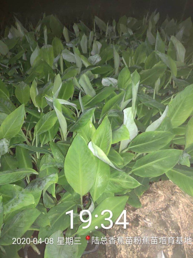广西农科院制种香蕉苗西贡粉蕉苗红香蕉苗金粉一号蕉苗广粉蕉