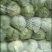 中甘21甘蓝1~2公斤精品