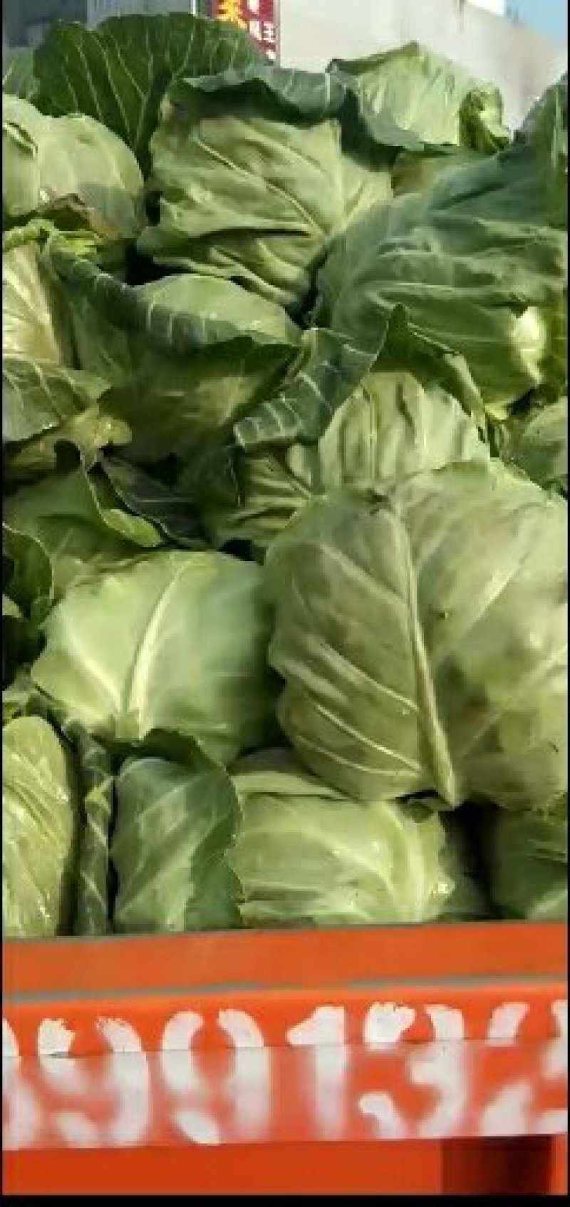 包菜精品1~2公斤